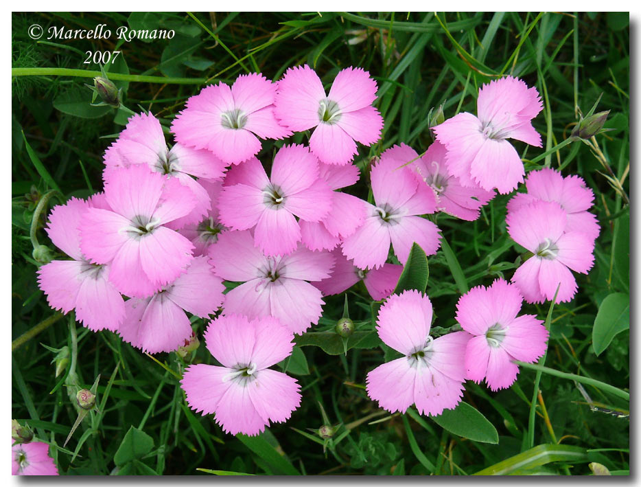 Dianthus pavonius / Garofano pavonio